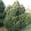 Ель обыкновенная Picea abies 'Pigmea'